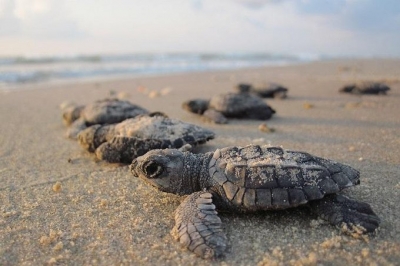 Olive Ridley Turtles: Hatching delayed in TN due to rise in soil temperature