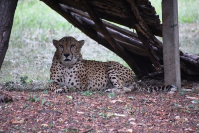 South Africa translocates 12 cheetahs to India