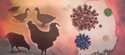 Cambodia confirms 2nd human case of bird flu
