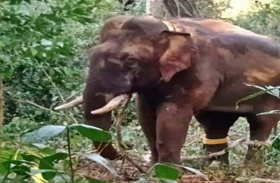 Kerala’s rouge elephant taken into ‘custody’, being relocated