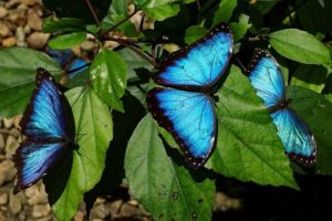 Blue Butterfly Aesthetic