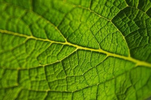 A GUIDE TO DOSING ON KRATOM