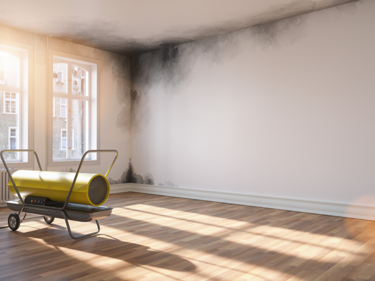 Air Purifiers and Signs of Mold Infestation in the Home