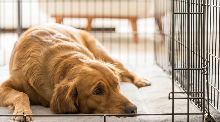 4 Tips for Choosing the Perfect Dog Crate