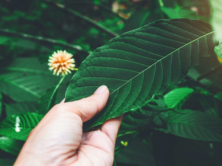 3 Reasons To Try Kratom Delivery