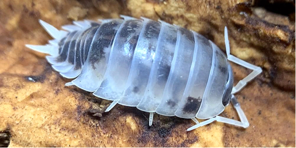 Can Isopods Be Pets?