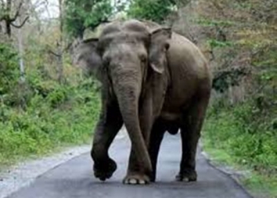Elephant tramples man to death in UP