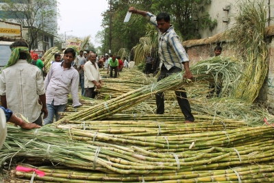 No increase in SAP of sugarcane in UP