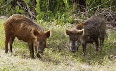 Rajasthan: Bhilwara municipality seeks police help to ‘arrest’ stray pigs
