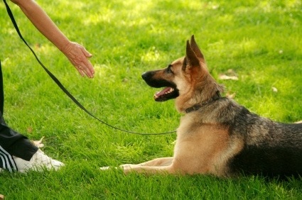 Five Reasons Why You Should Invest in Obedience Training For Your Pet