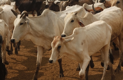 UP working on plan to deal with cattle issue