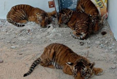 Four tiger cubs found near Andhra village