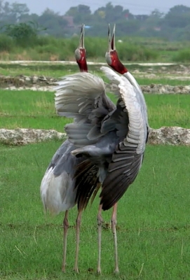UP man’s sarus crane taken away by forest officials