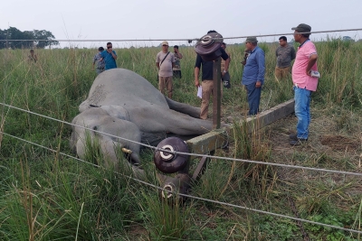 Wild elephant electrocuted to death in Coimbatore