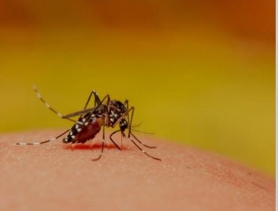Dengue fever outbreak in Argentina kills over 40