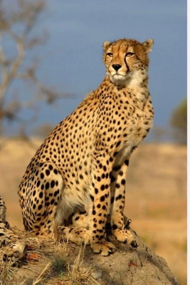 Second cheetah dies at MP’s Kuno, cause yet to be identified