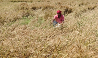 Ten UP districts suffer crop damage due to unseasonal rain