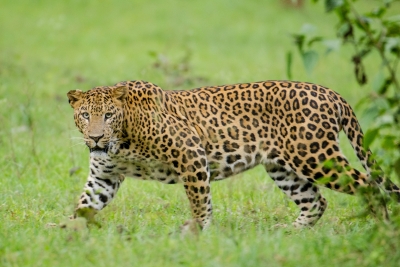 Leopard attack in UP injures three
