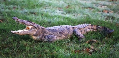 Body of missing Australian man found inside crocodile