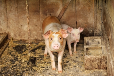 Indonesia investigates swine flu entry on Bulan island