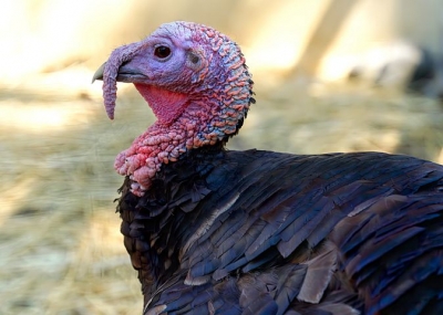 Czech Republic culls 15,000 turkeys in fresh bird flu outbreak
