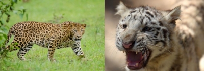 28 countries come together to combat illegal trade of big cats