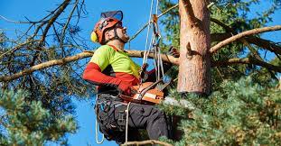 the profession of arborist has become increasingly important in recent years, as people seek to protect and preserve the world's trees.
