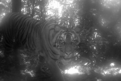 UP farmer critically injured in tiger attack, 6th in 3 weeks