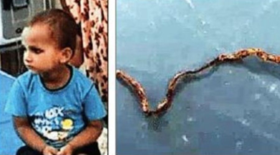 3-yr-old chews snakelet in UP village, survives