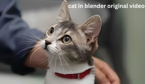 cat in blender video