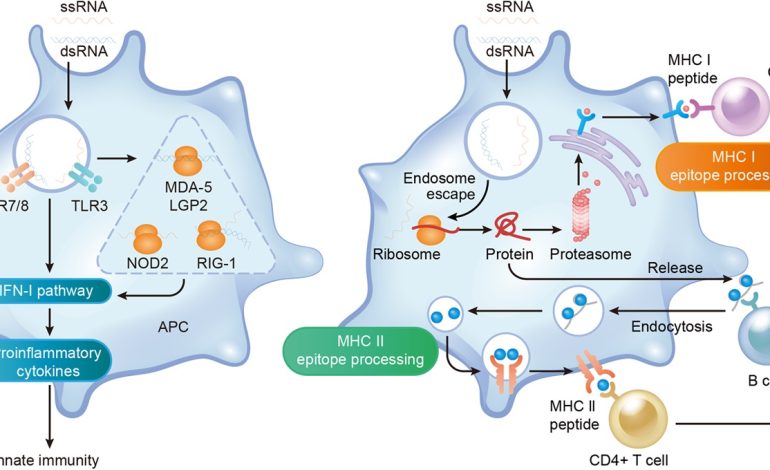 Enabling COVID-19 mRNA Vaccines: Pioneering a Path to Pandemic Control
